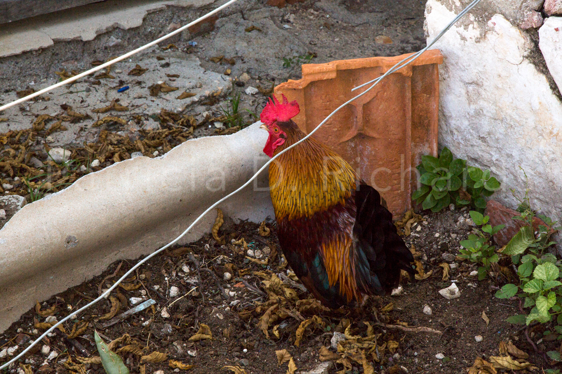 island rooster
