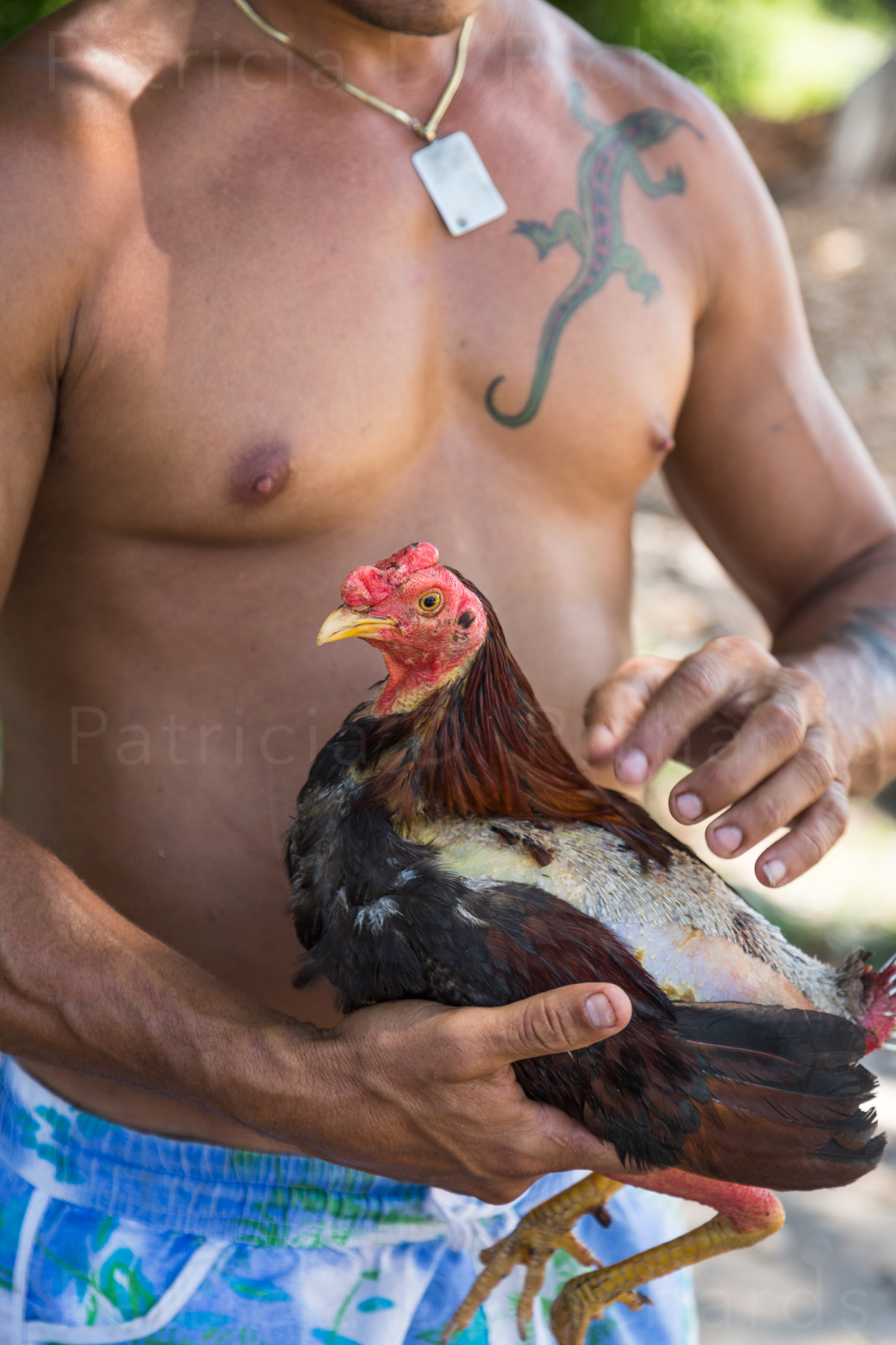 Fighting Cock and Lizard Man