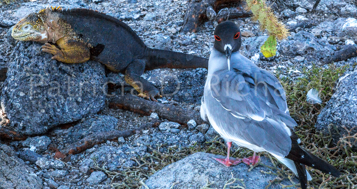iguana and sallow tailed gull