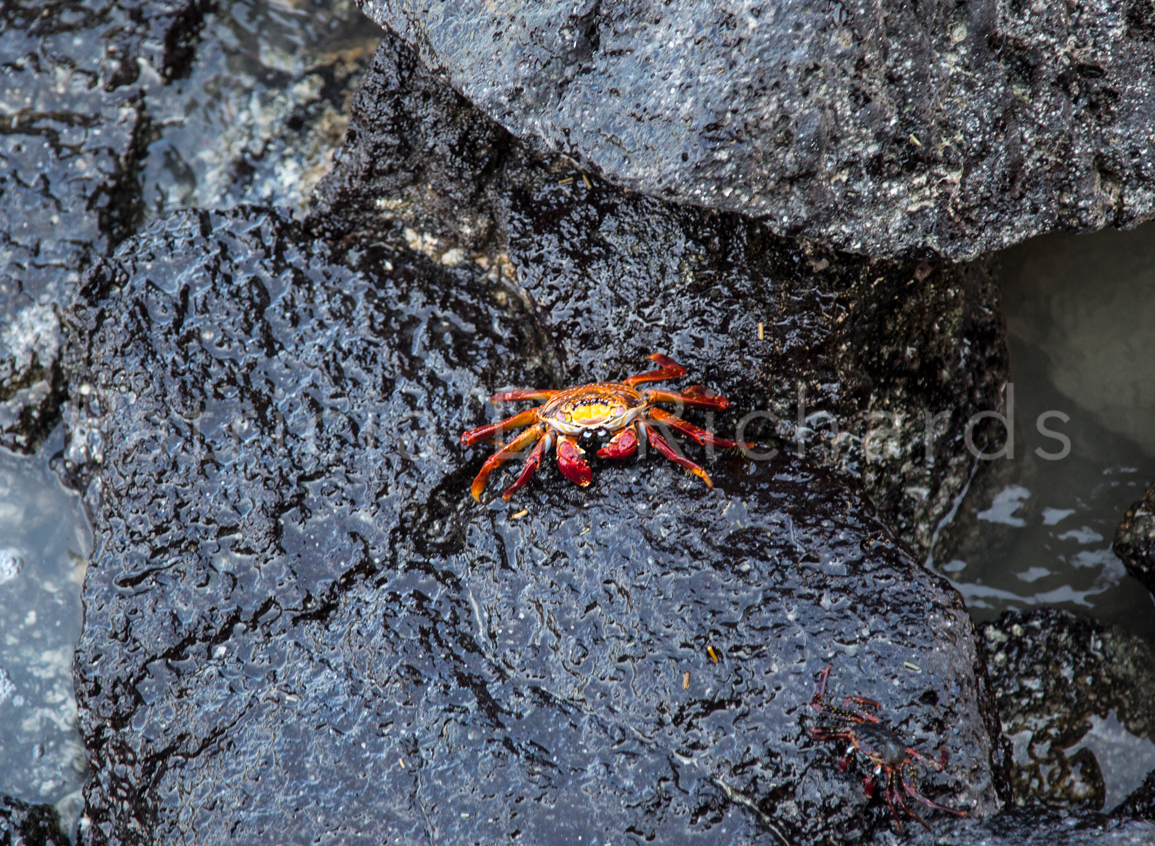 sally lightfoot crab