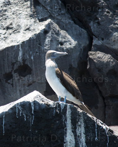 blue footed boobie bird