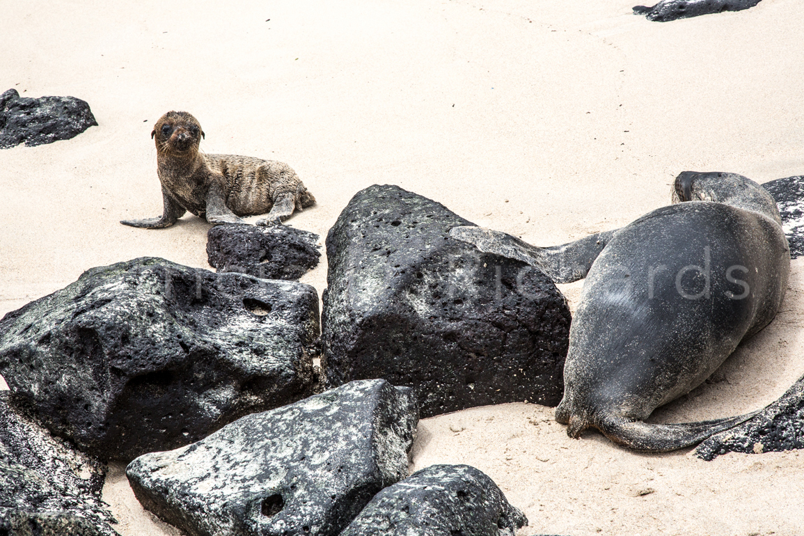 one week old sea lion and mother