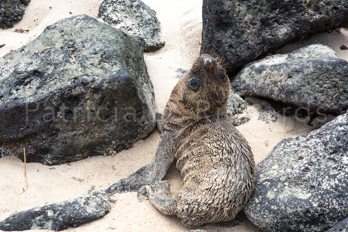 one week old sea lion