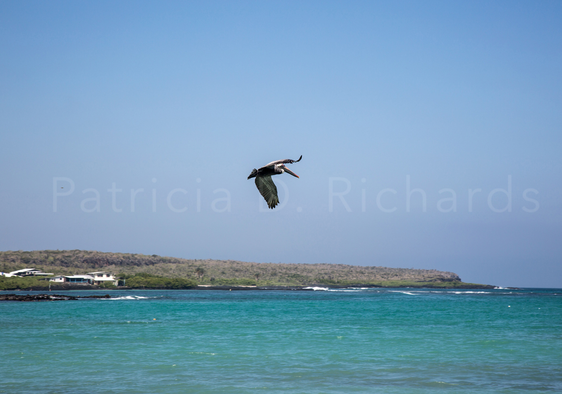 pelican in flight